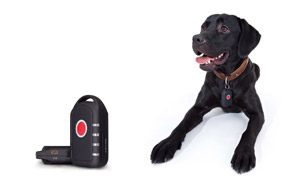 GPS-Halsband für Hunde